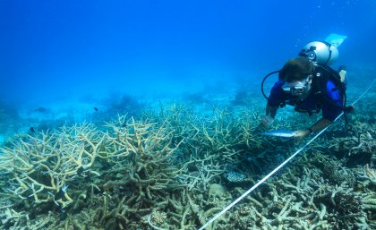 Scientists measure coral mortality following bleaching on the northern Great Barrier Reef. Photo: Tane Sinclair-Taylor.